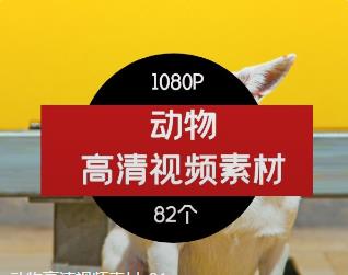 动物高清视频素材-01