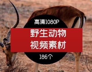 野生动物短视频素材-2