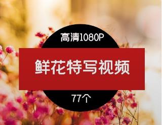 鲜花特写视频素材-2