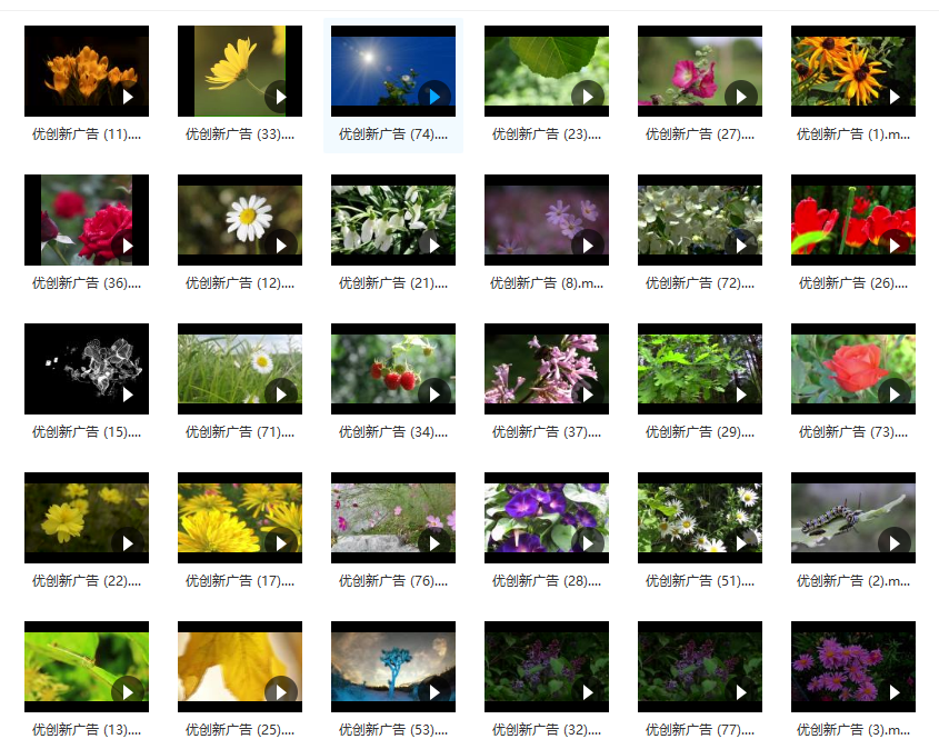 鲜花特写视频素材-2(图1)