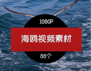 海鸥视频素材-3