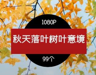 秋天落叶树叶意境视频素材
